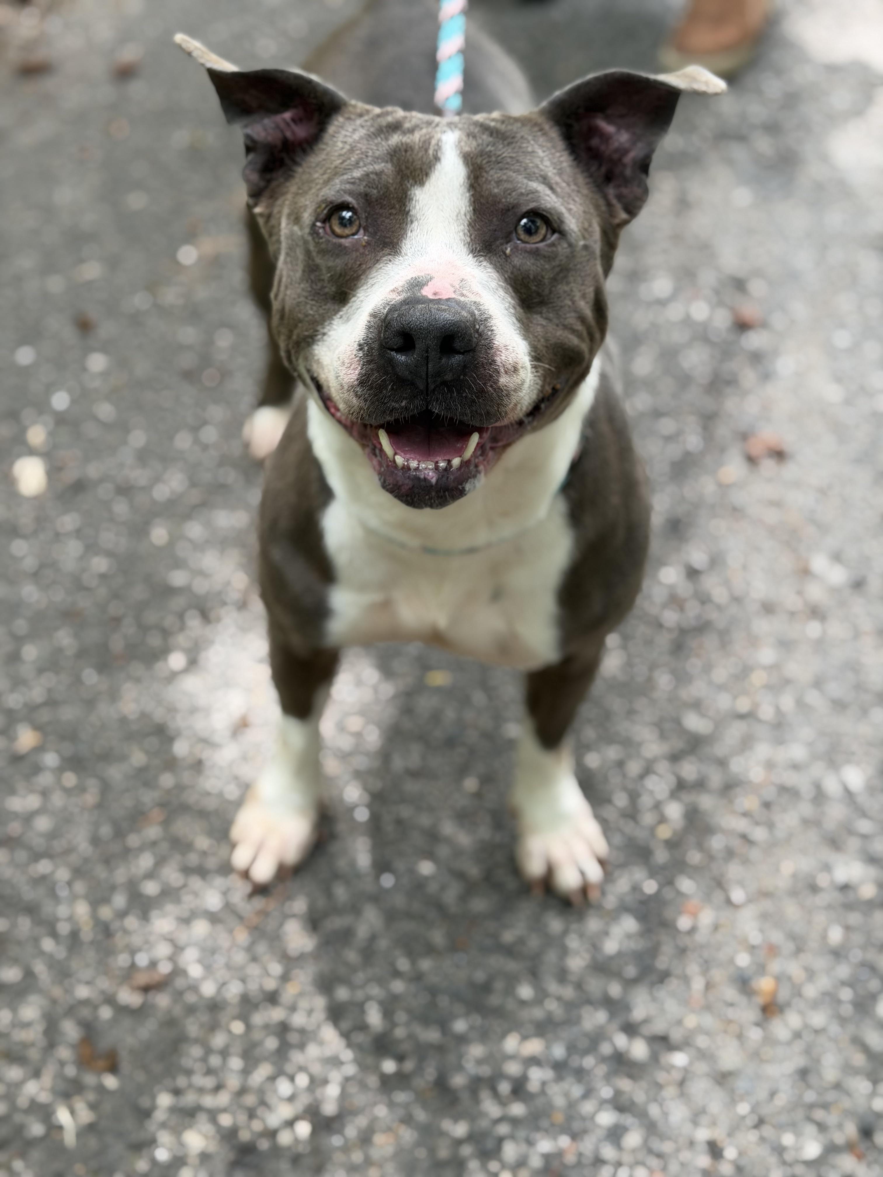 Enlarge Bellamy, a ADOPTABLE Pit Bull Terrier in Petersburg, VA image 5/6