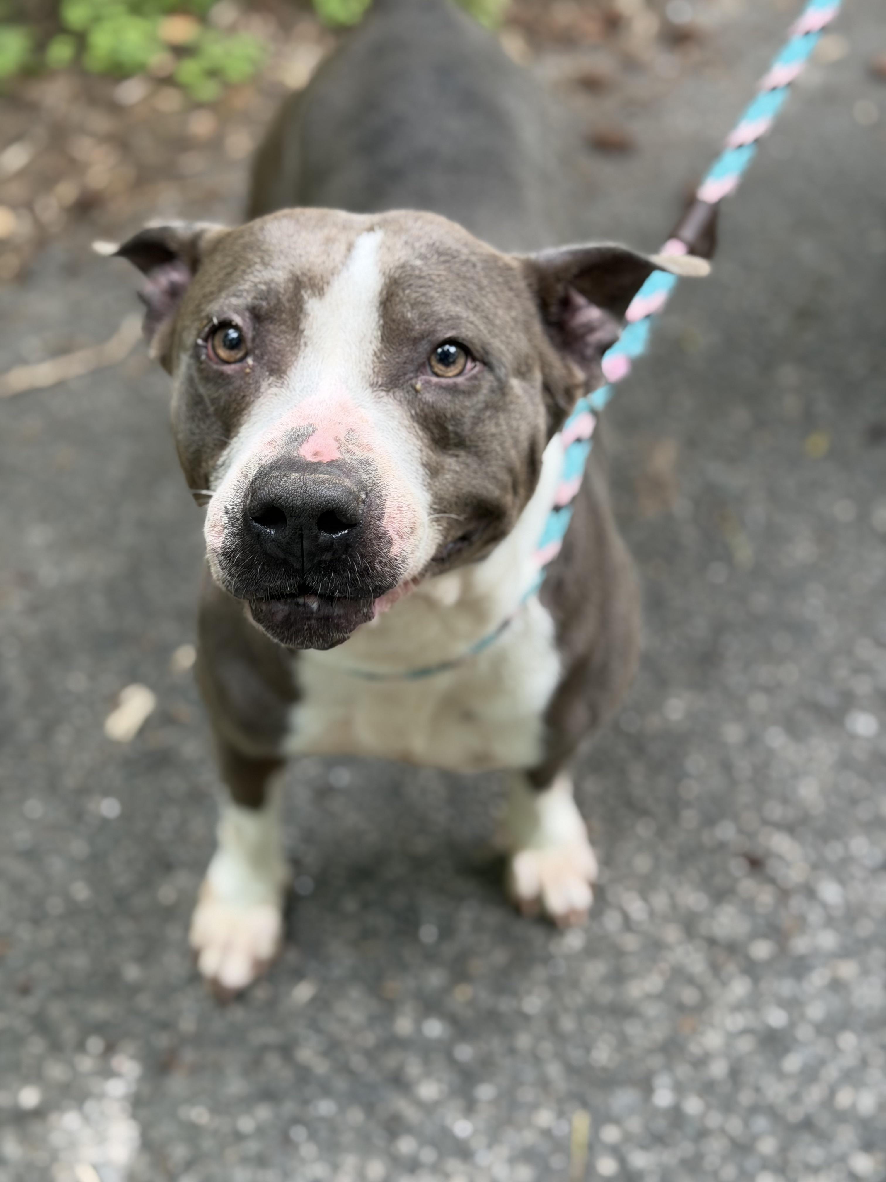 Enlarge Bellamy, a ADOPTABLE Pit Bull Terrier in Petersburg, VA image 2/6