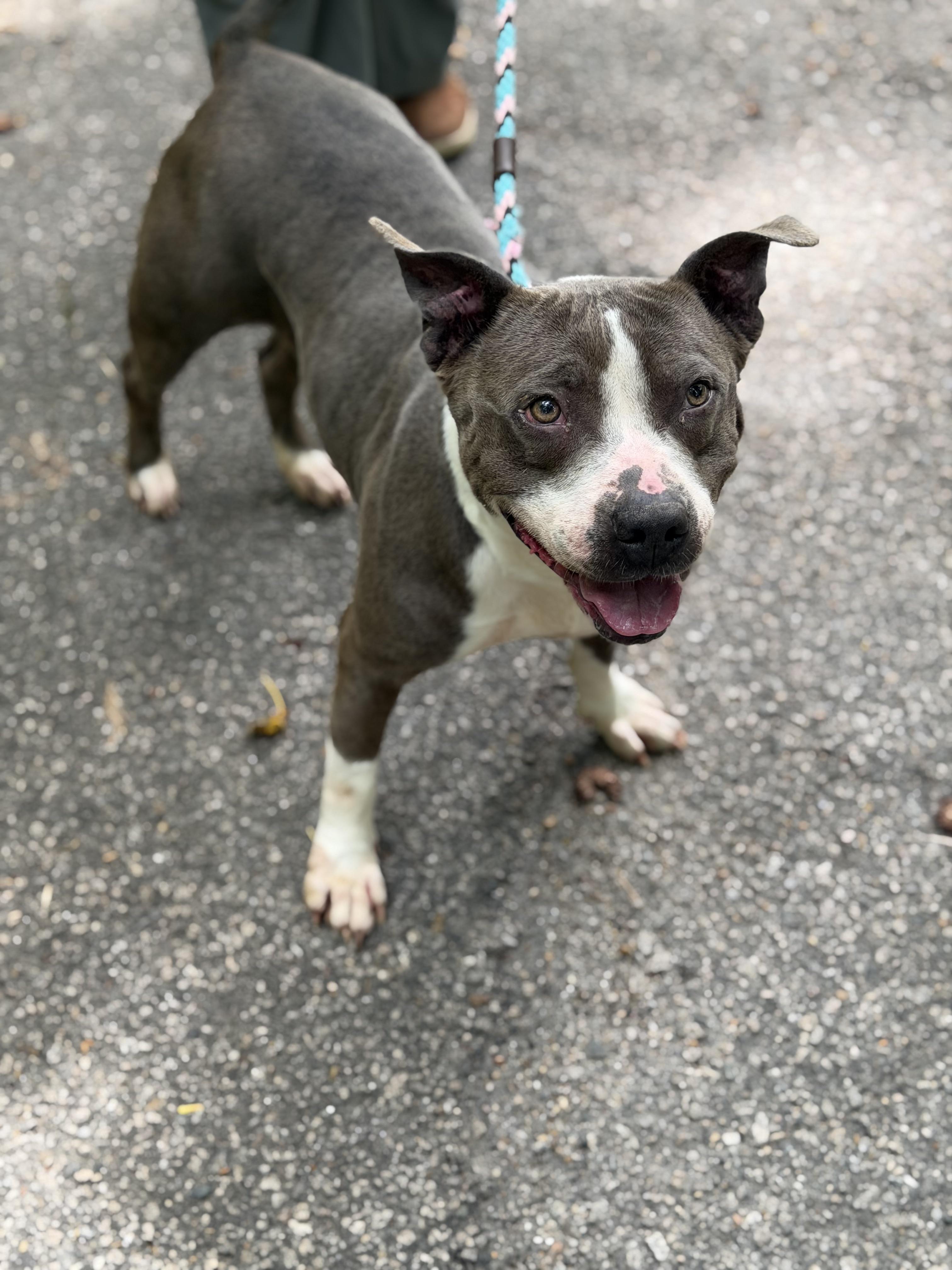 Enlarge Bellamy, a ADOPTABLE Pit Bull Terrier in Petersburg, VA image 3/6
