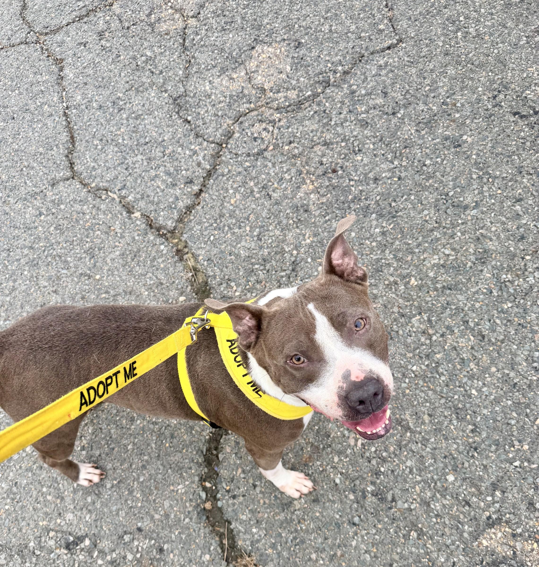 Enlarge Bellamy, a Adopted Pit Bull Terrier in Petersburg, VA image 4/6