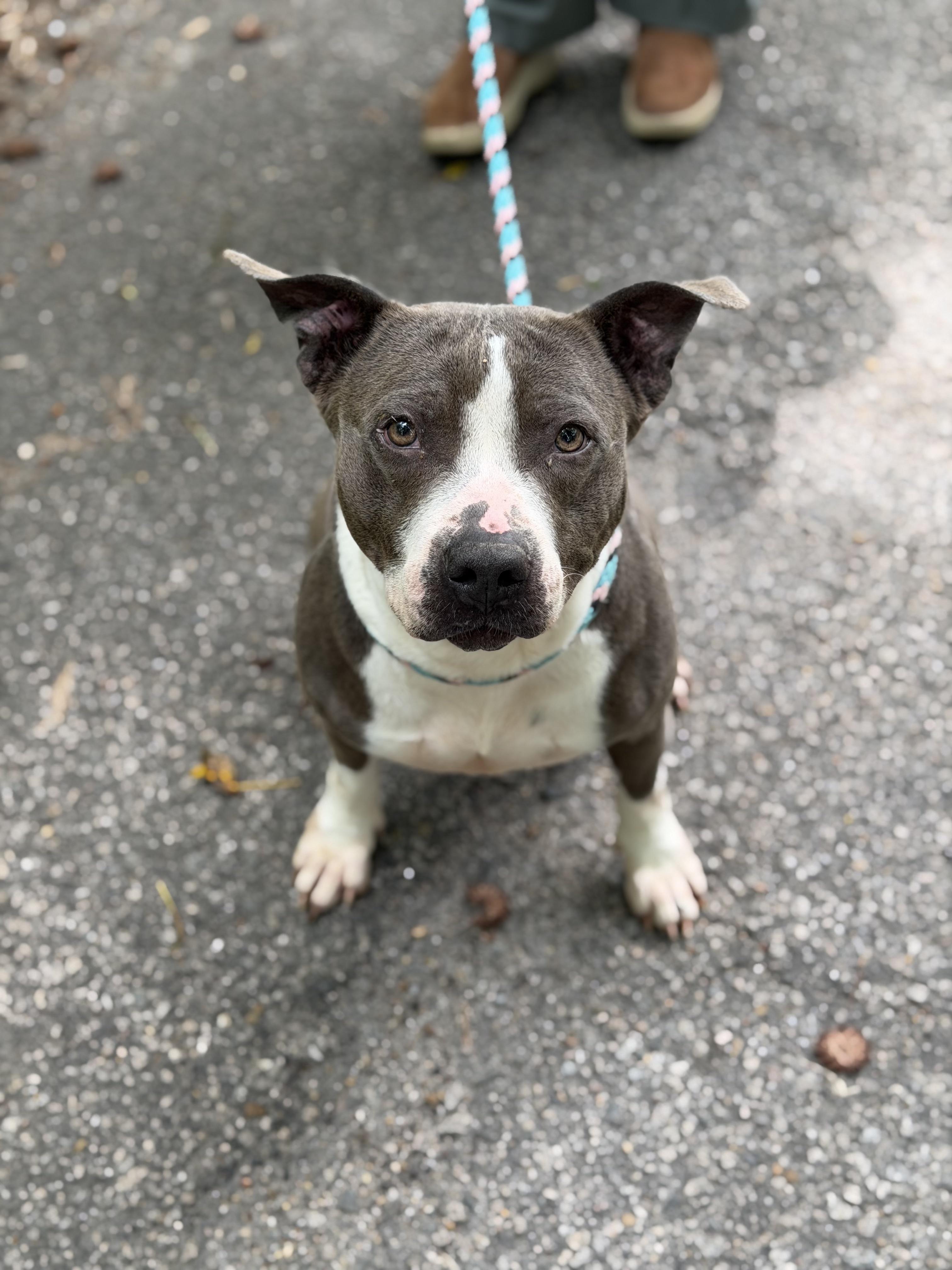 Enlarge Bellamy, a ADOPTABLE Pit Bull Terrier in Petersburg, VA image 6/6