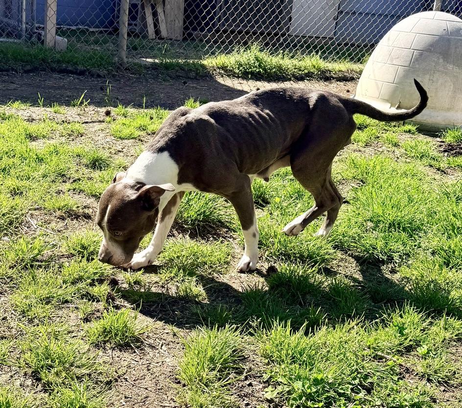 Enlarge Bellamy, a ADOPTABLE Pit Bull Terrier in Petersburg, VA image 2/6