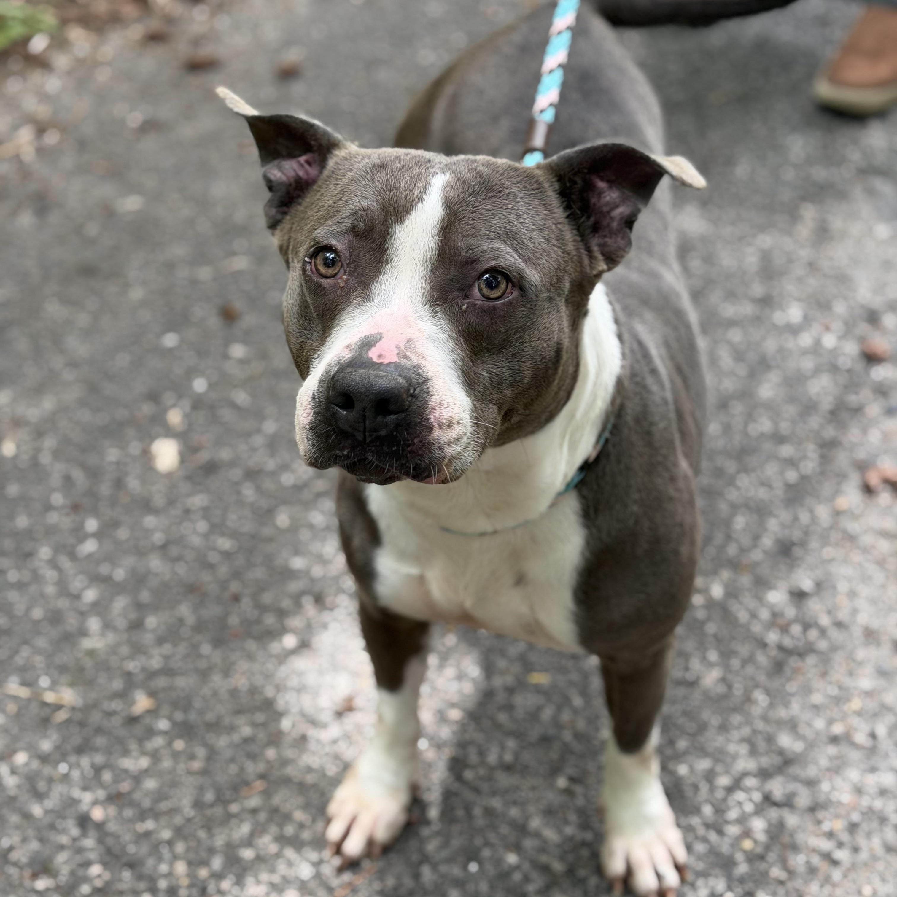 Enlarge Bellamy, a ADOPTABLE Pit Bull Terrier in Petersburg, VA image 1/6
