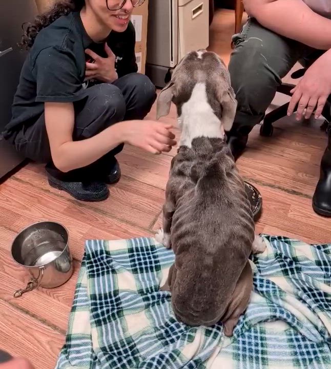 Enlarge Bellamy, a ADOPTABLE Pit Bull Terrier in Petersburg, VA video 5/6