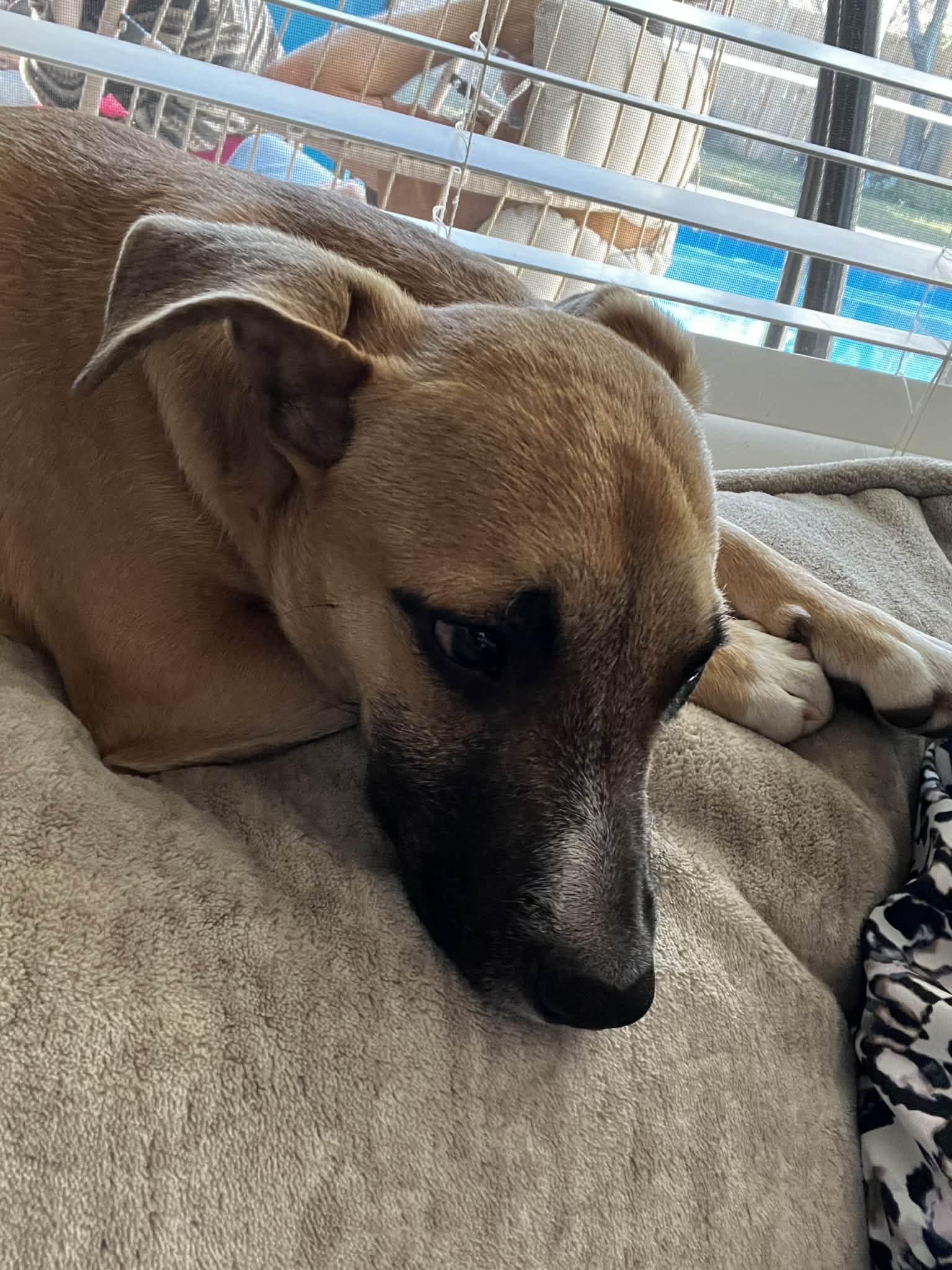 Enlarge Homer, a Adoptable mixed breed in Pensacola, FL image 2/6