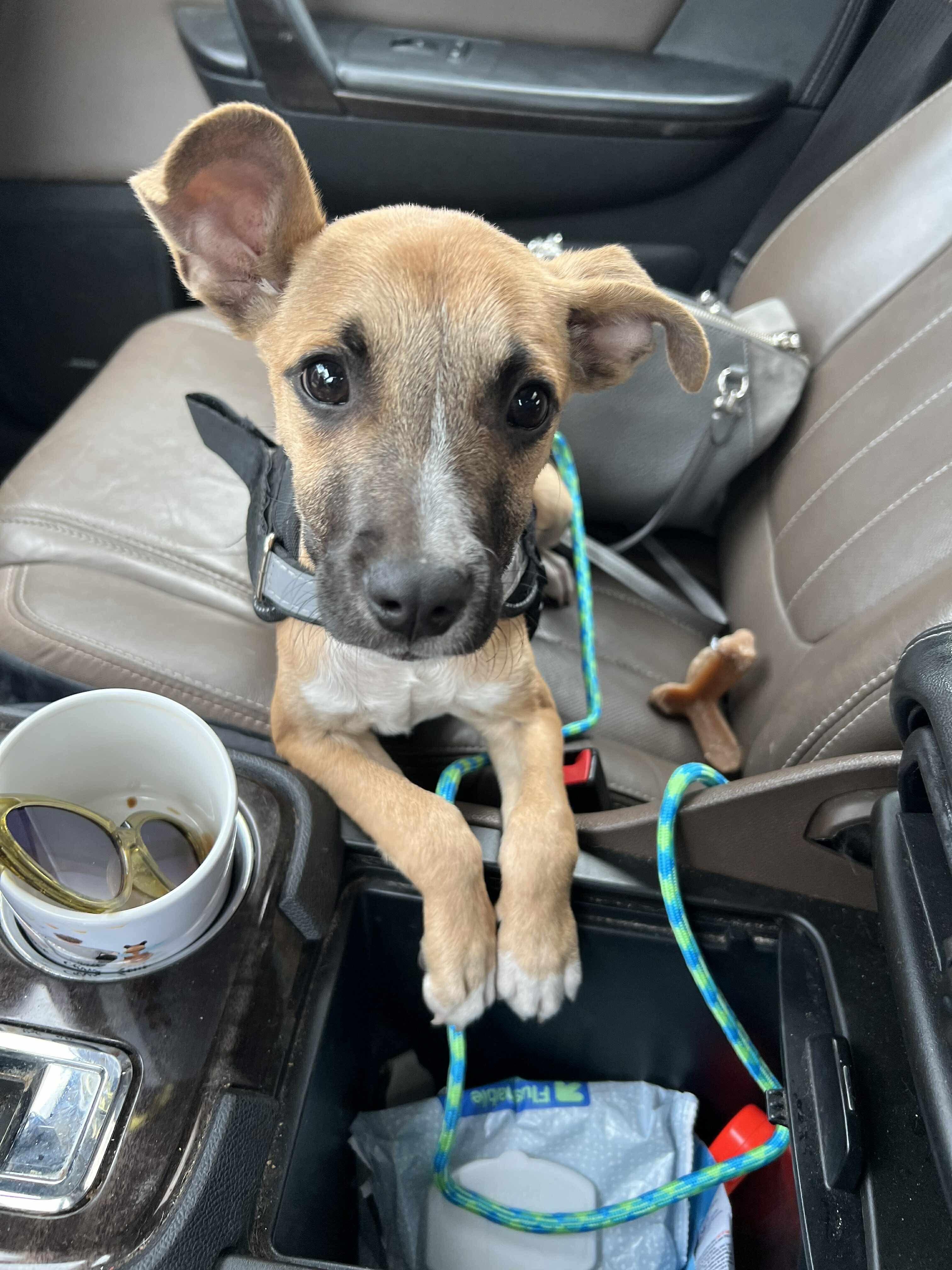 Enlarge Homer, a Adoptable mixed breed in Pensacola, FL image 3/6