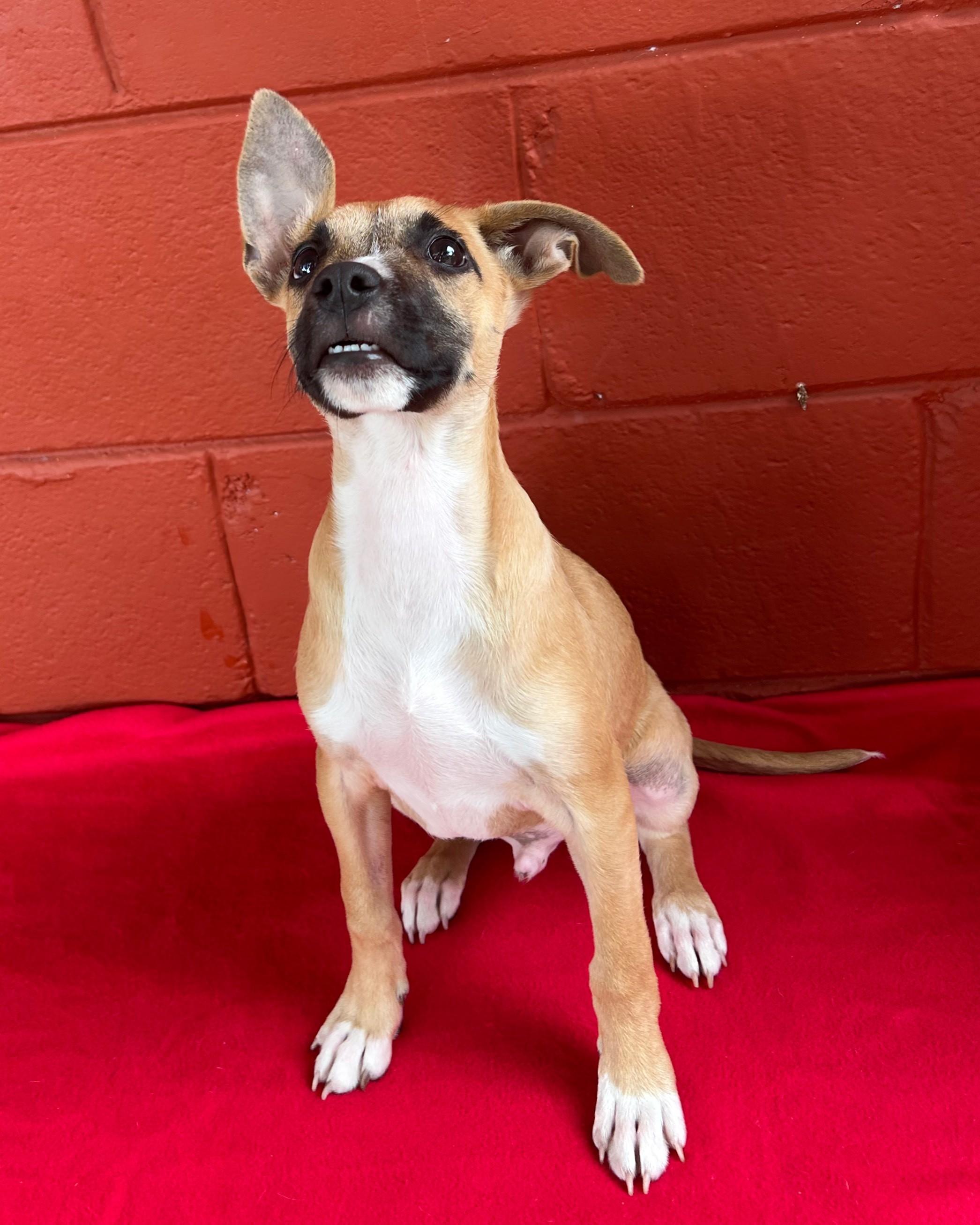 Homer, Adoptable, Young Male Black Mouth Cur & Terrier.