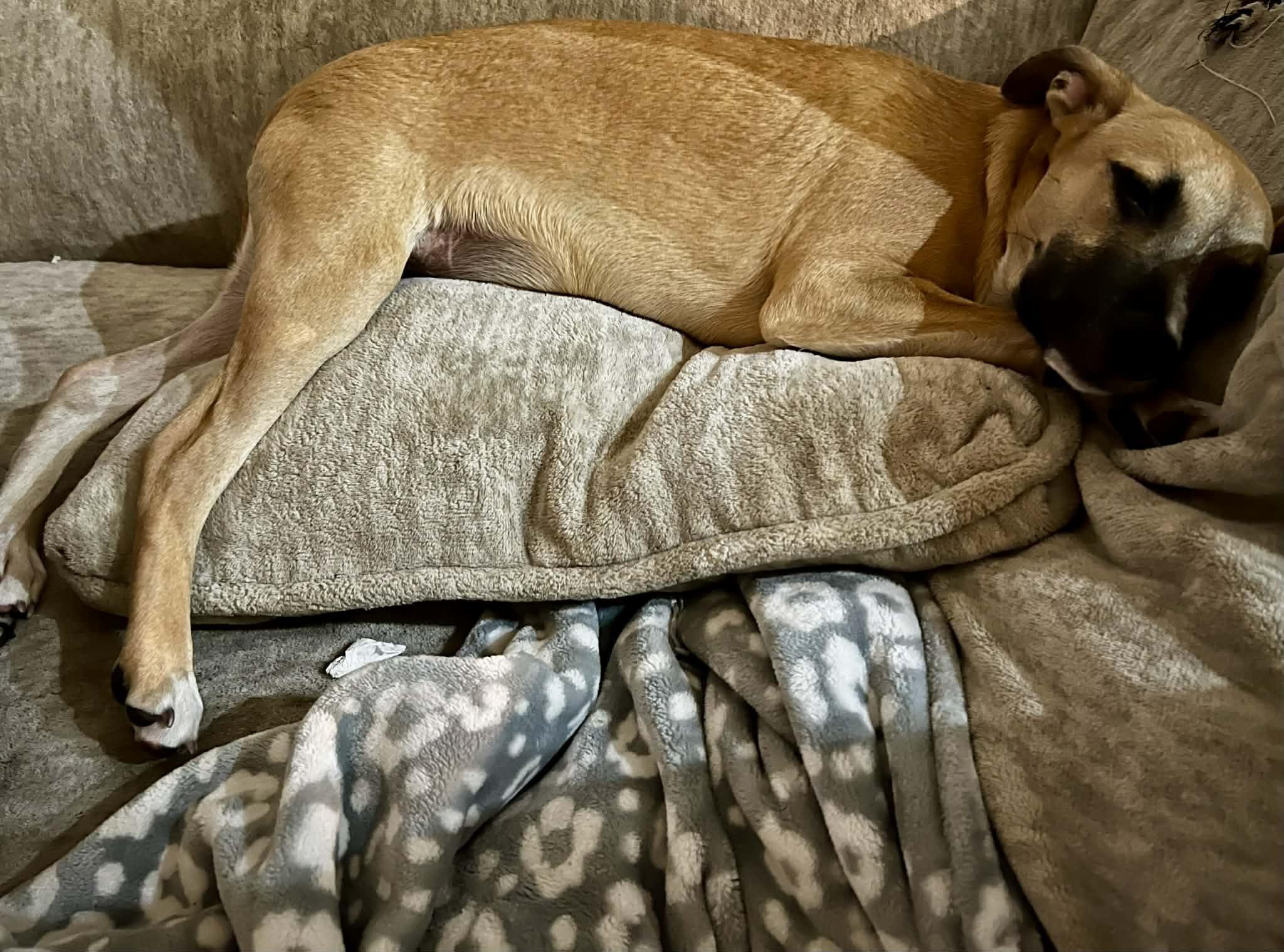 Enlarge Homer, a Adoptable mixed breed in Pensacola, FL image 5/6