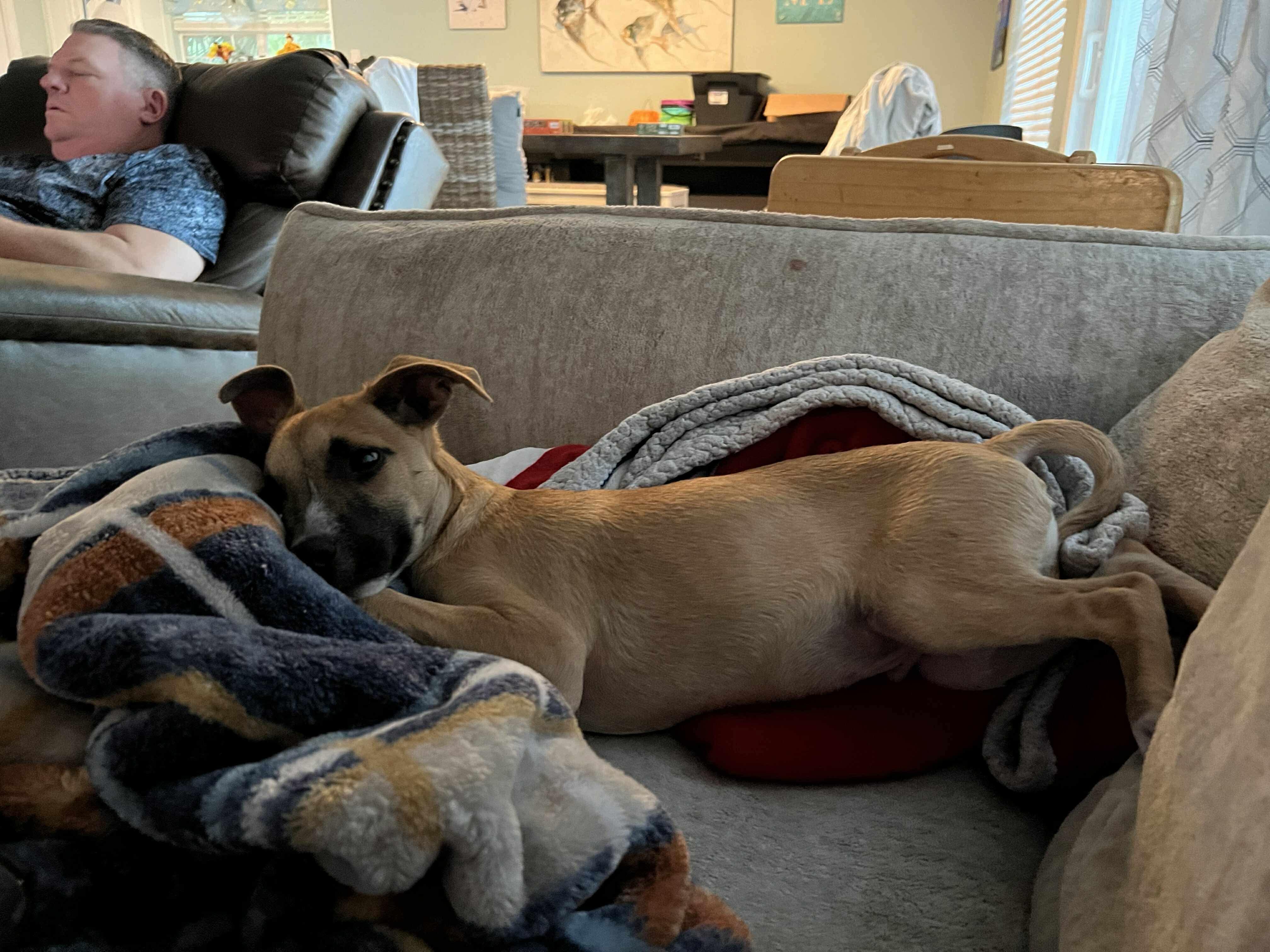 Enlarge Homer, a Adoptable mixed breed in Pensacola, FL image 6/6