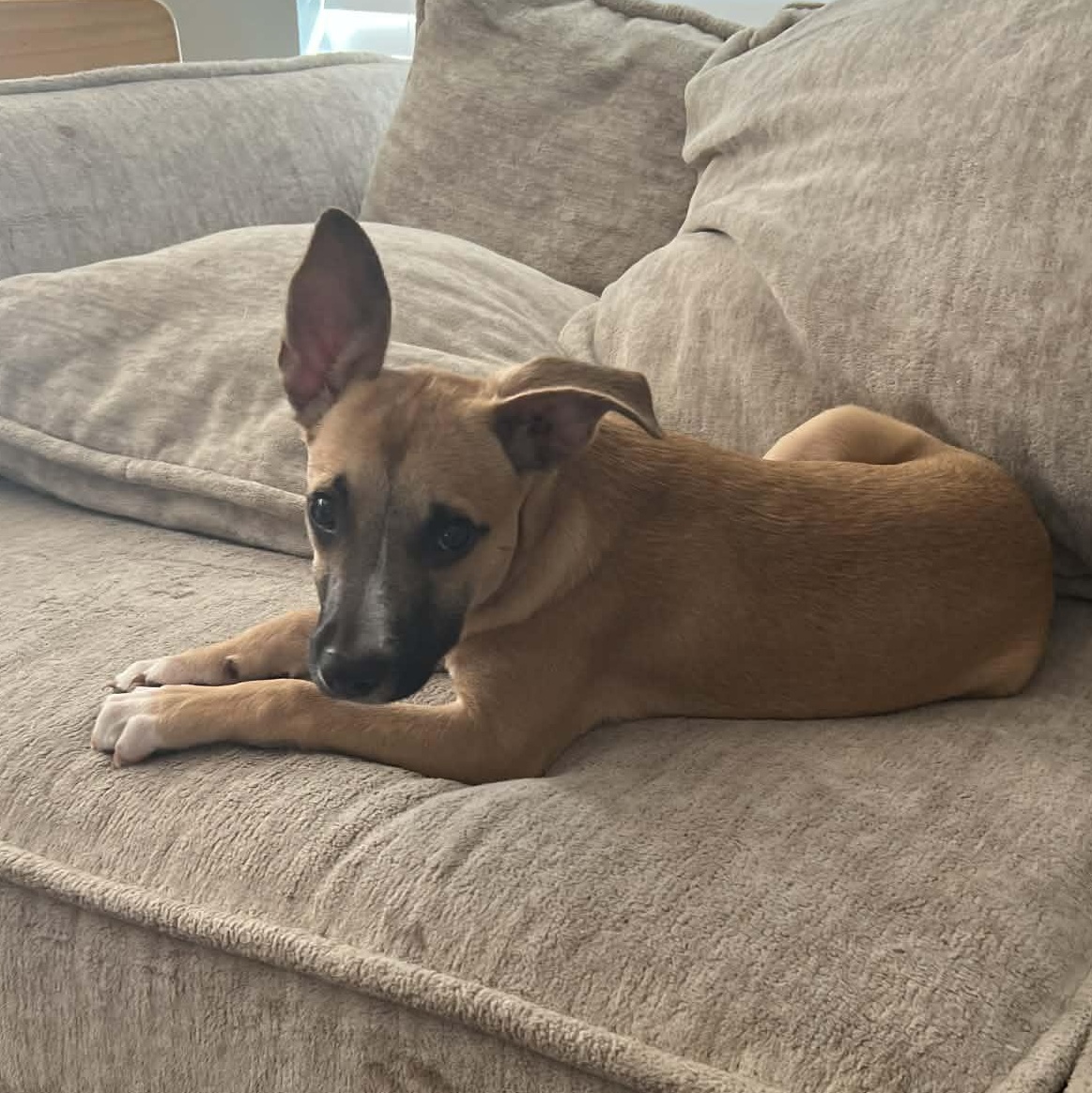 Enlarge Homer, a Adoptable mixed breed in Pensacola, FL image 1/6