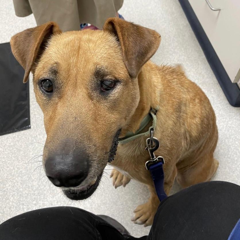 Enlarge Reba, a Adoptable mixed breed in Stagecoach, NV image 2/2