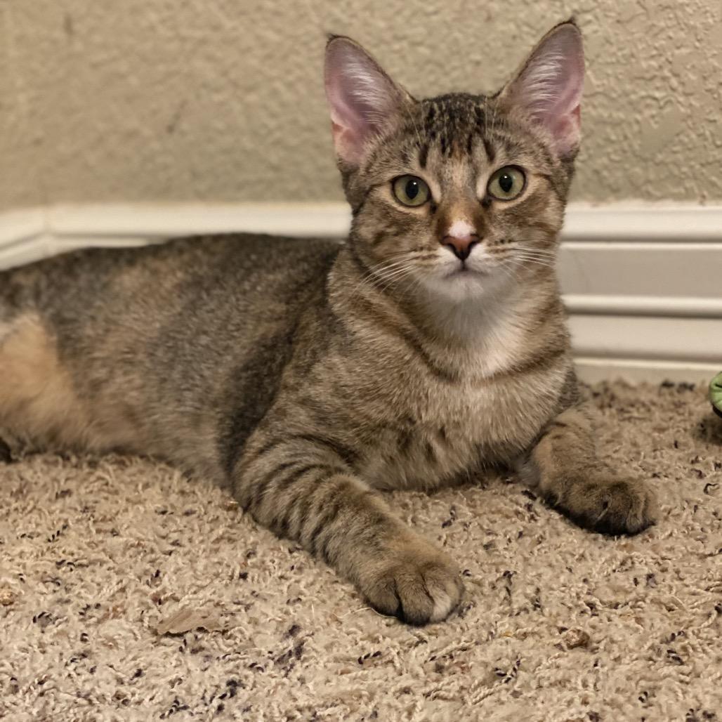 Highlander, Adoptable, Young Female Domestic Short Hair.