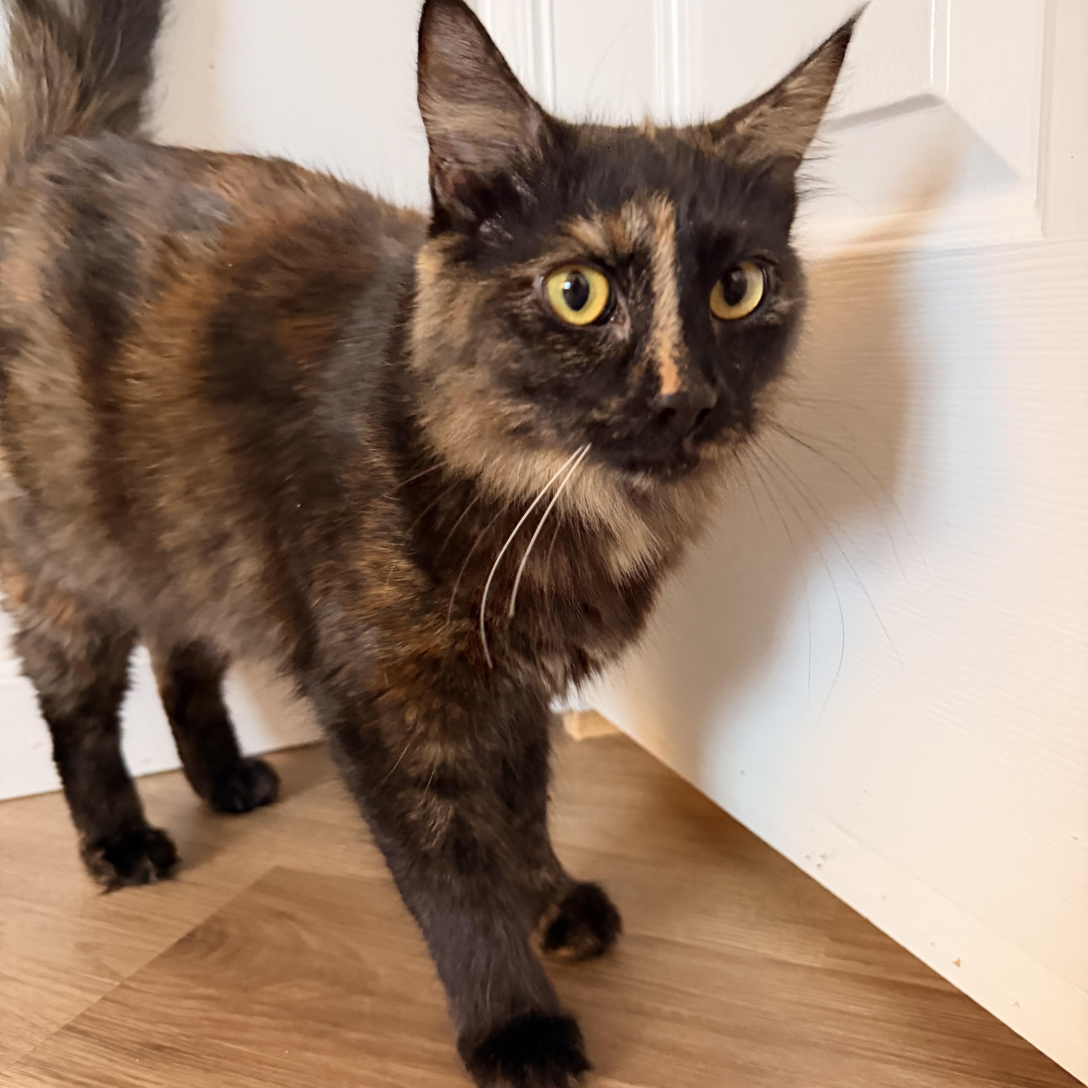 Enlarge Fixie, a ADOPTABLE Domestic Medium Hair in Portland, OR image 4/5