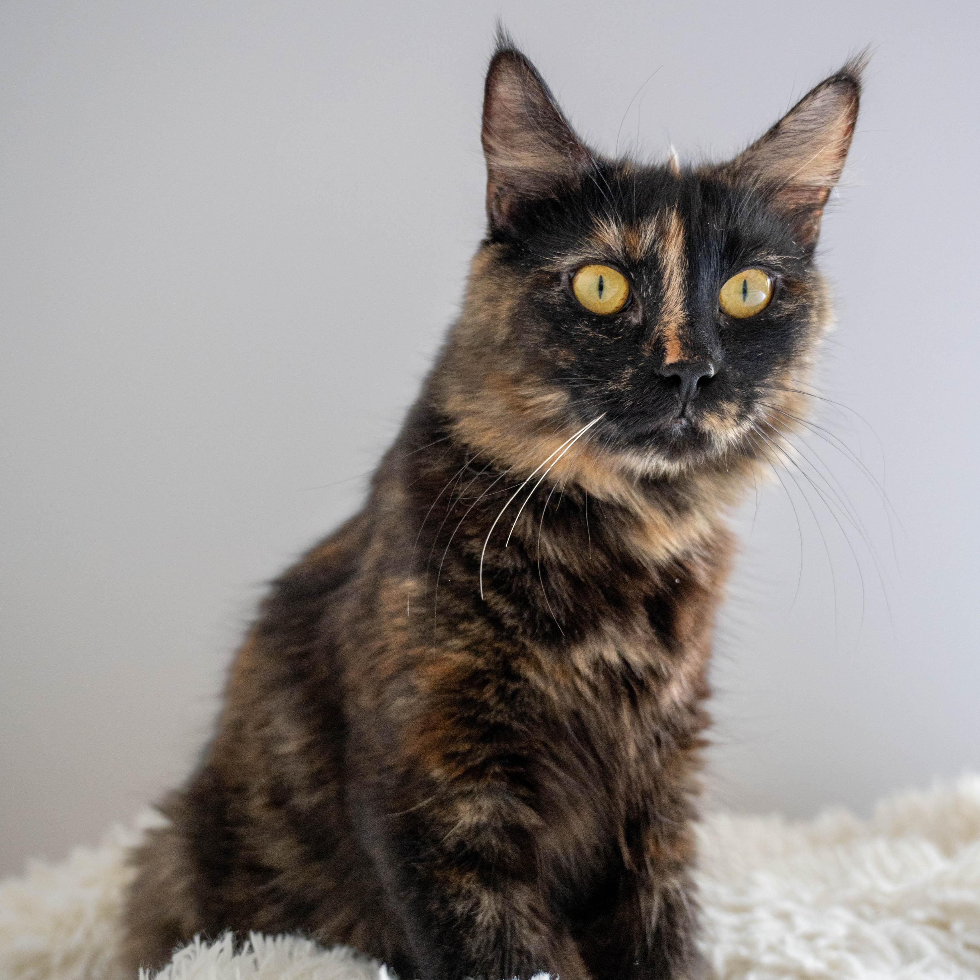 Enlarge Fixie, a ADOPTABLE Domestic Medium Hair in Portland, OR image 1/5