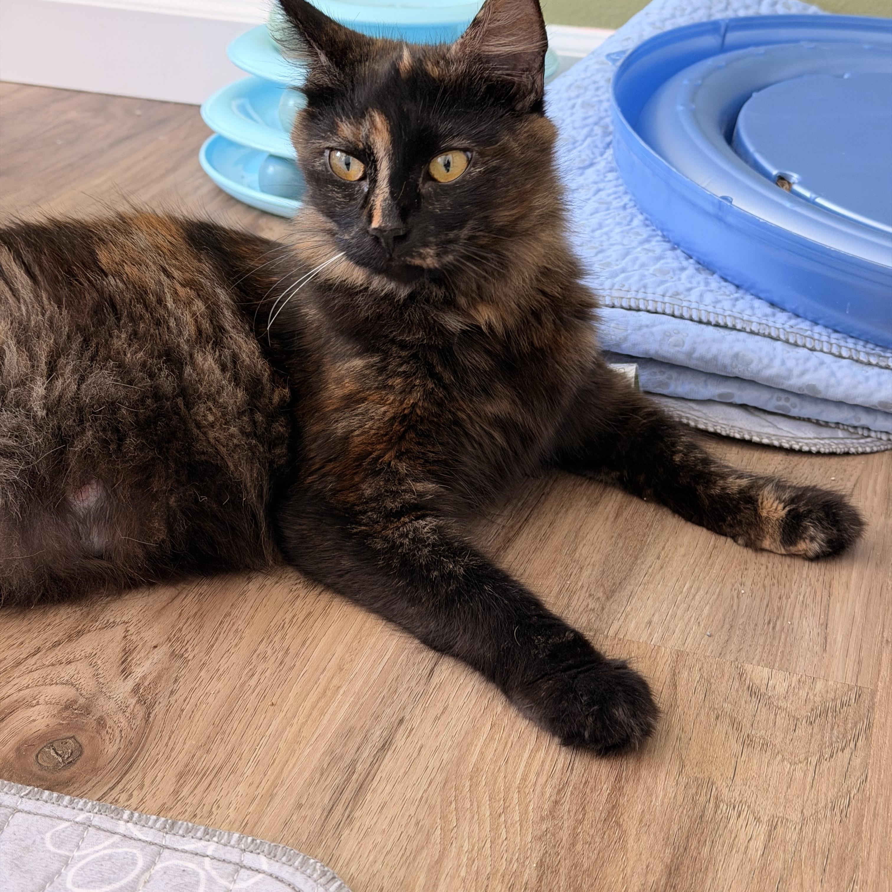 Enlarge Fixie, a ADOPTABLE Domestic Medium Hair in Portland, OR image 5/5