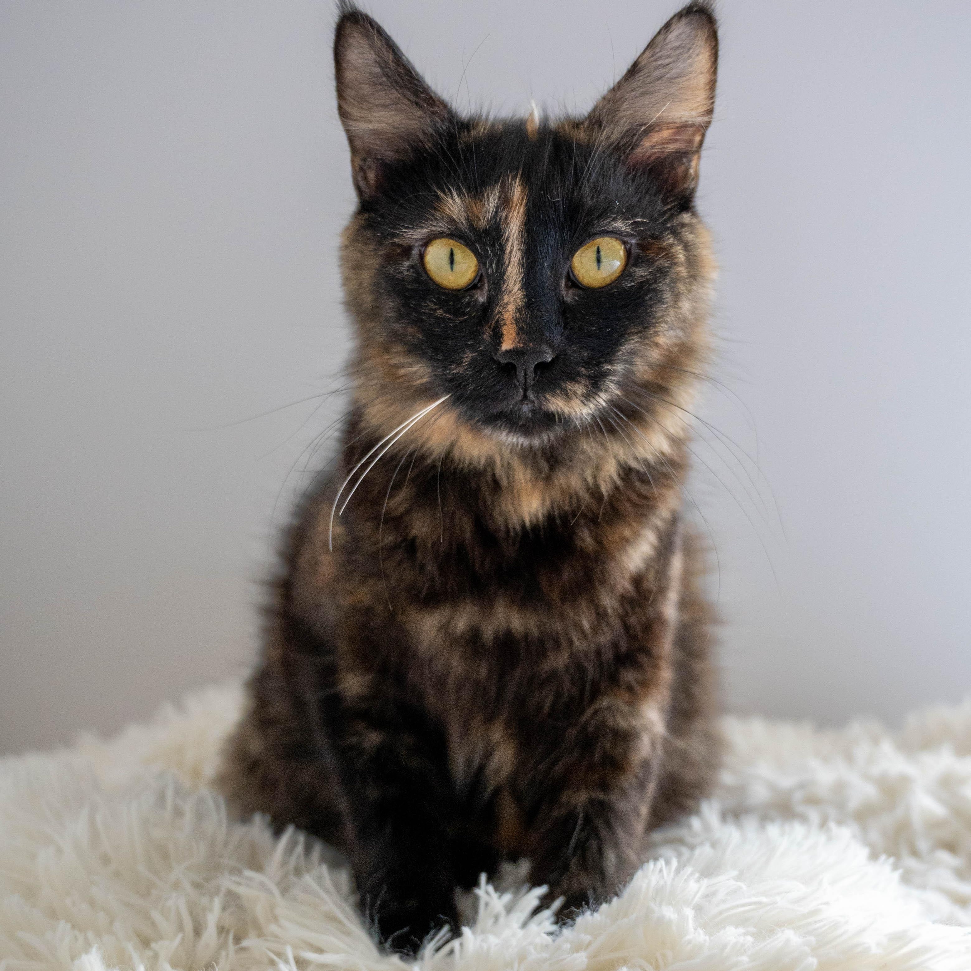 Enlarge Fixie, a ADOPTABLE Domestic Medium Hair in Portland, OR image 2/5