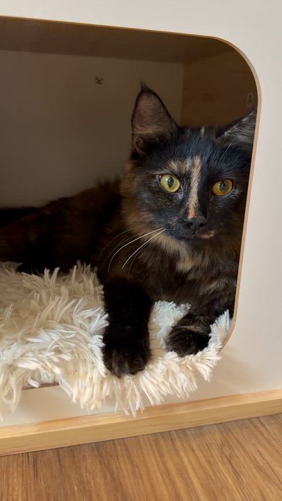 Enlarge Fixie, a ADOPTABLE Domestic Medium Hair in Portland, OR video 3/5