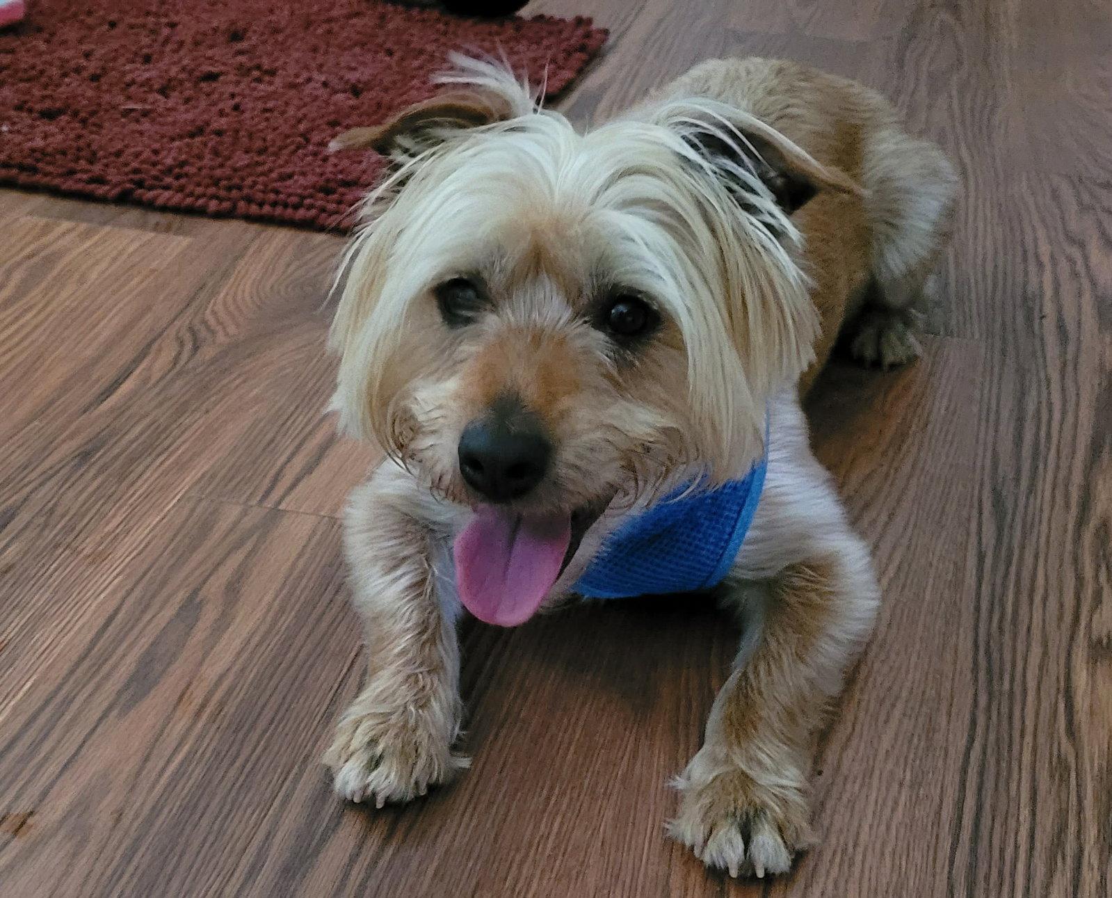 Enlarge Winston, a Adopted Silky Terrier in Greenville, SC image 1/3