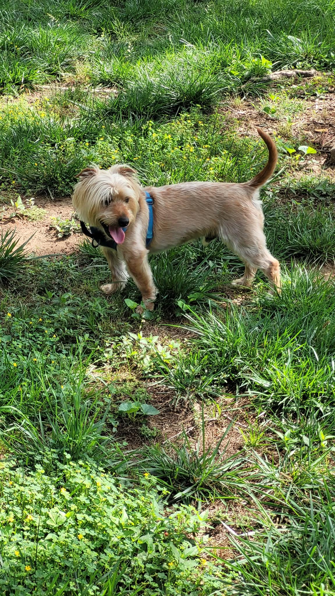 Enlarge Winston, a Adopted Silky Terrier in Greenville, SC image 2/3