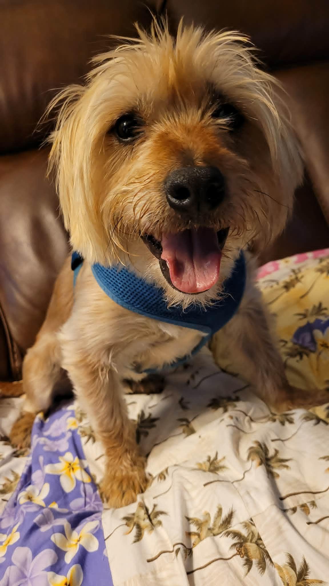 Enlarge Winston, a Adopted Silky Terrier in Greenville, SC image 3/3