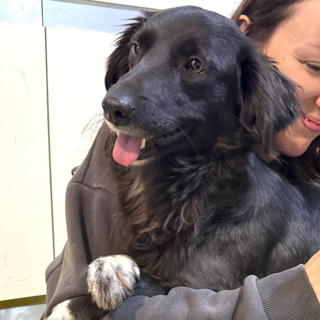 Enlarge Asha, an adopted mixed breed in Morristown, NJ image 2/6