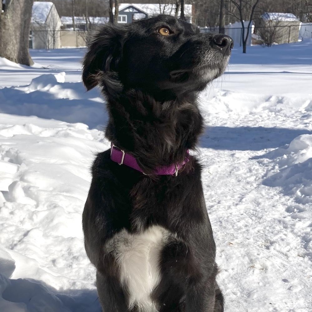 Enlarge Asha, an adopted mixed breed in Morristown, NJ image 3/6