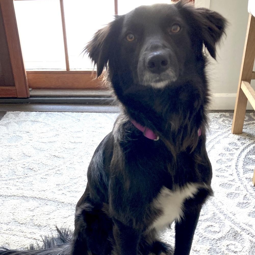 Asha, adopted, Young Female Flat-Coated Retriever & Spaniel.