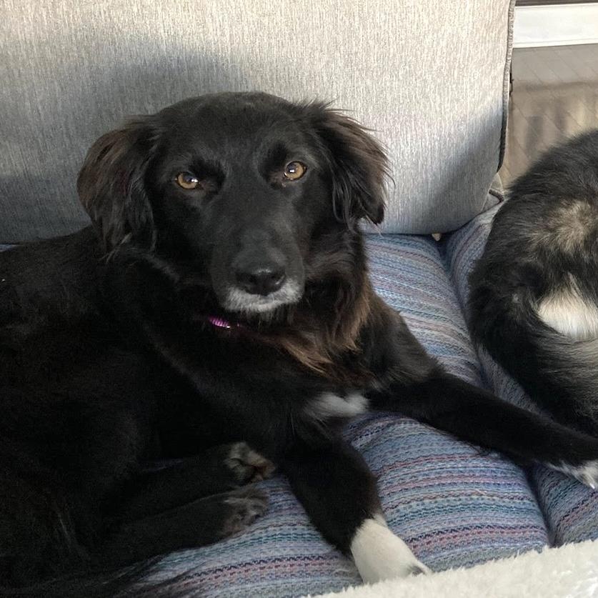 Enlarge Asha, an adopted mixed breed in Morristown, NJ image 5/6