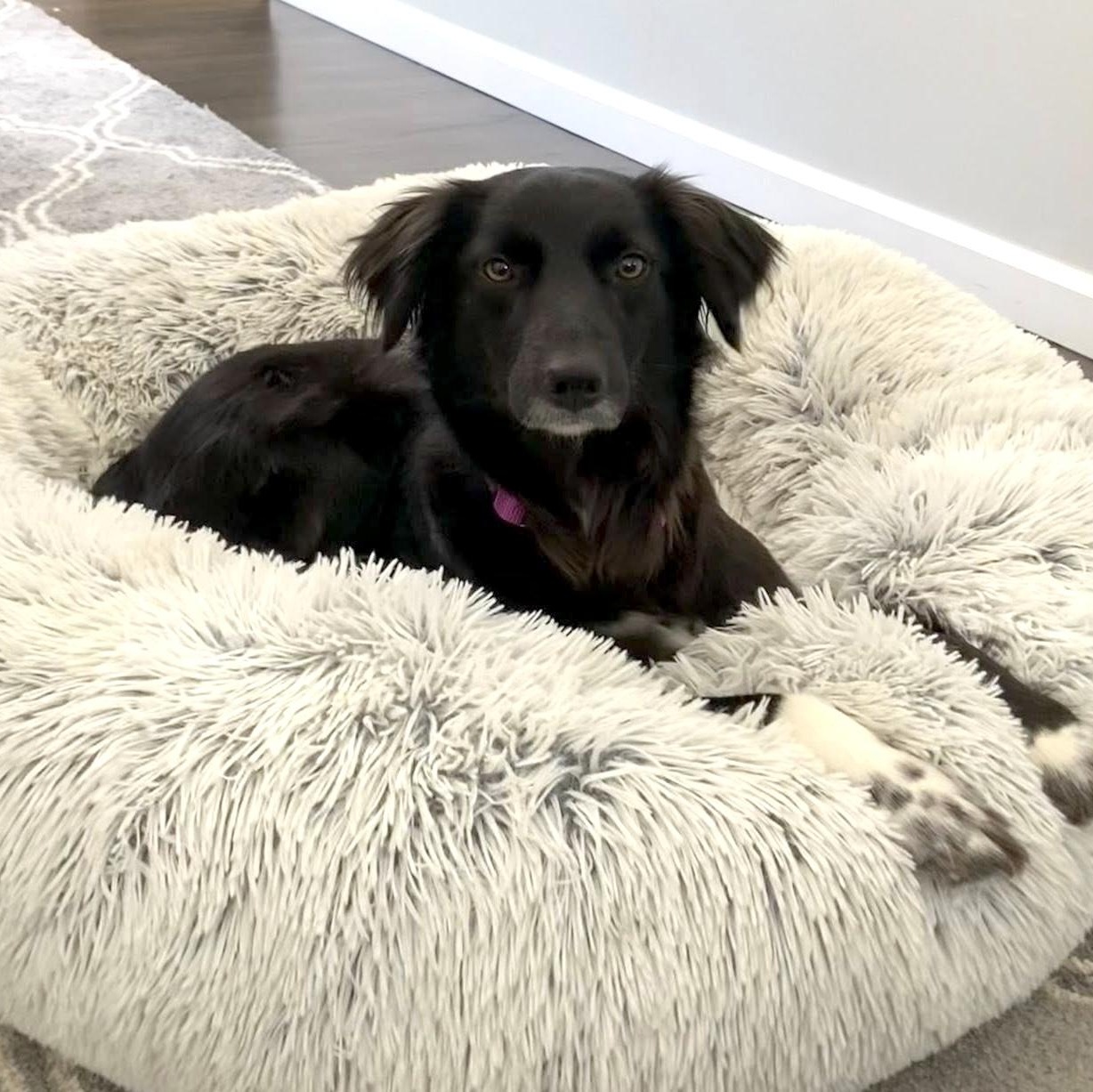 Enlarge Asha, an adopted mixed breed in Morristown, NJ image 4/6