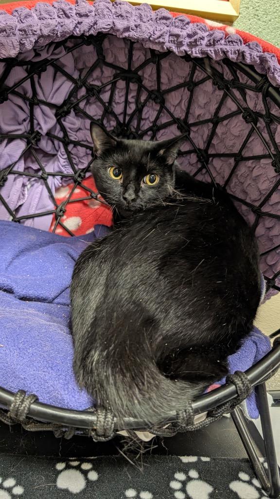 Sweeney, Adoptable, Young Male Domestic Short Hair.