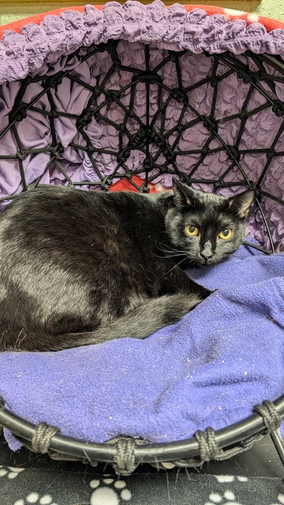 Sweeney, Adoptable, Young Male Domestic Short Hair.