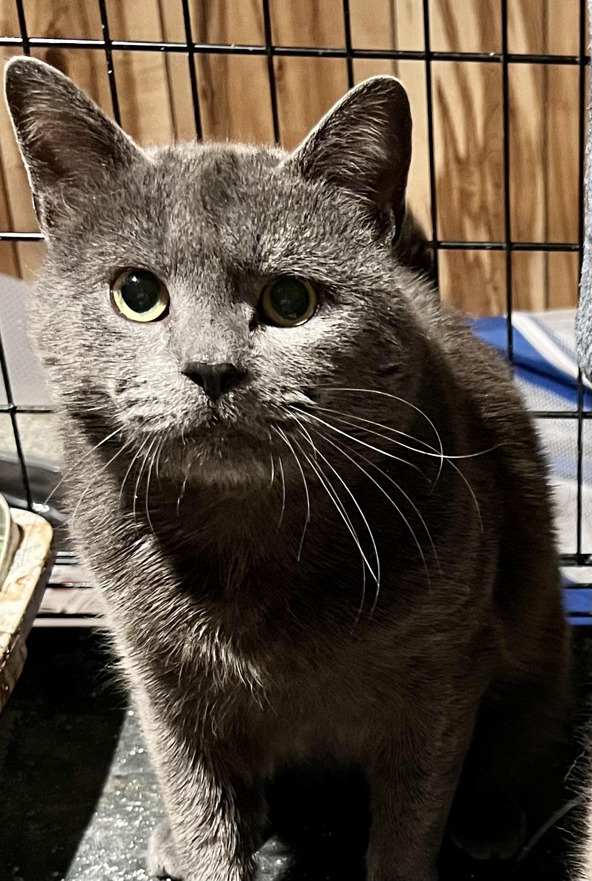 Smokey, Young Male unknown