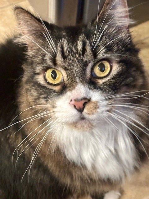 (Bay)Max, Adoptable, Senior Male Maine Coon & Domestic Long Hair.