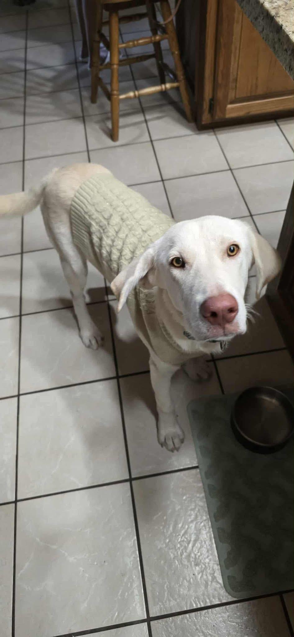 Marley, Adoptable, Young Male Labrador Retriever.