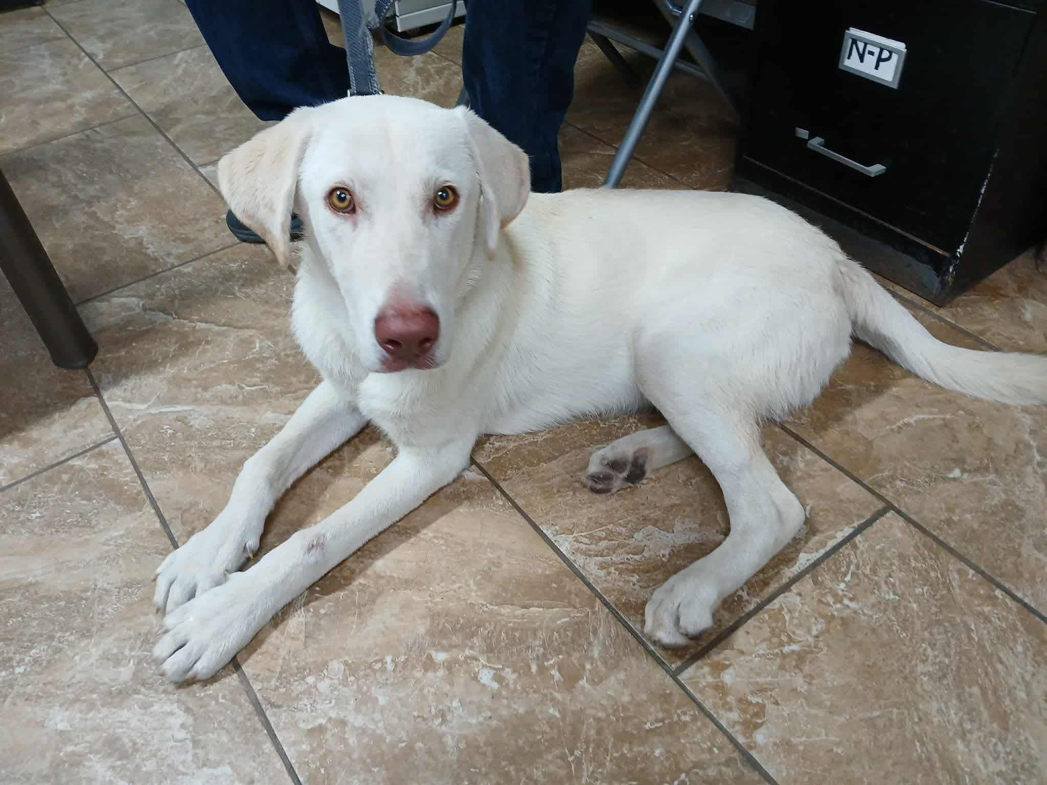 Enlarge Marley, an adopted mixed breed in Elkton, MD image 2/4