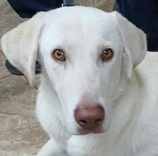 Enlarge Marley, an adopted mixed breed in Elkton, MD image 3/4