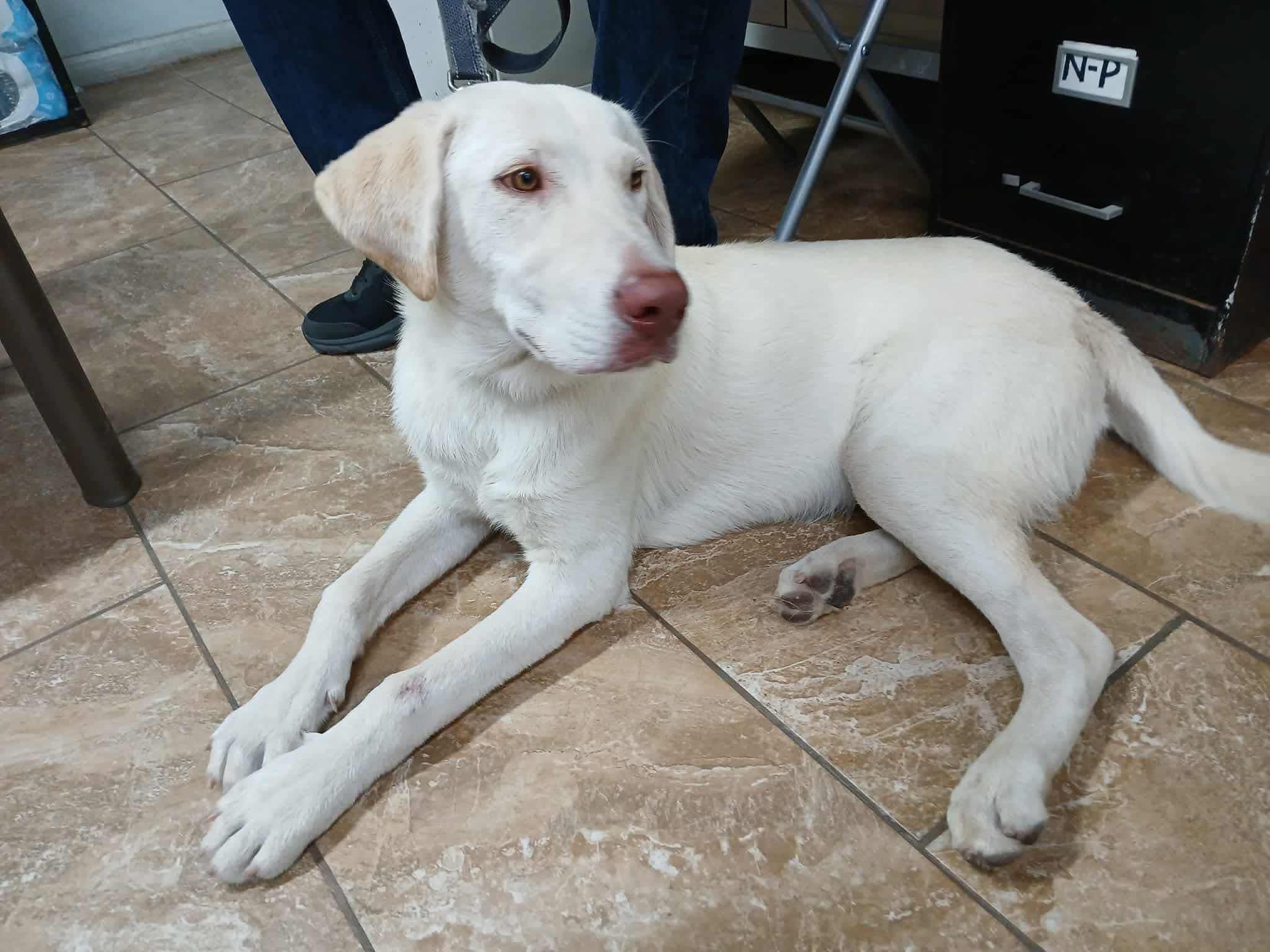 Enlarge Marley, an adopted mixed breed in Elkton, MD image 4/4