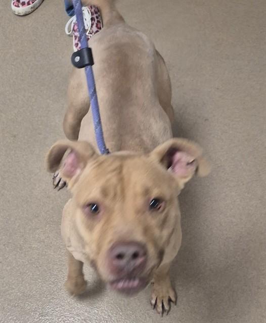 Enlarge BEYBLADE, a Adoptable Pit Bull Terrier in Decatur, IL image 1/2