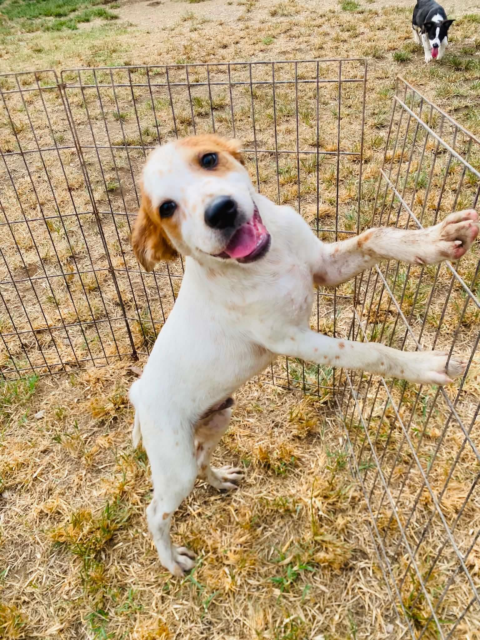 HUCK, adopted, Young Male Labrador Retriever.