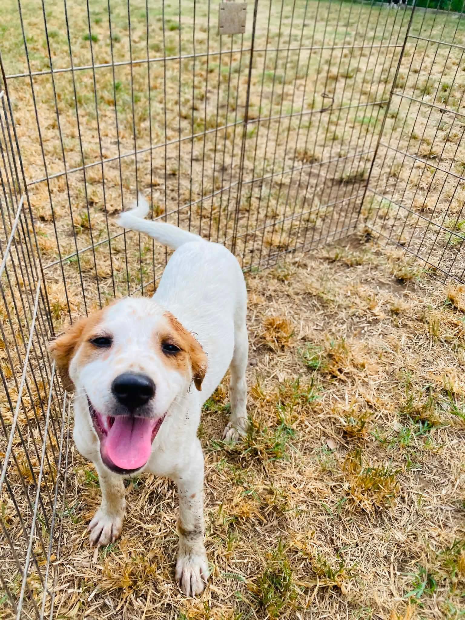 Enlarge HUCK, an adopted Labrador Retriever in Villalba, PR image 3/4