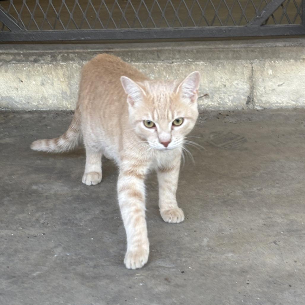 Moe, Adoptable, Young Male Domestic Short Hair & Domestic Short Hair.