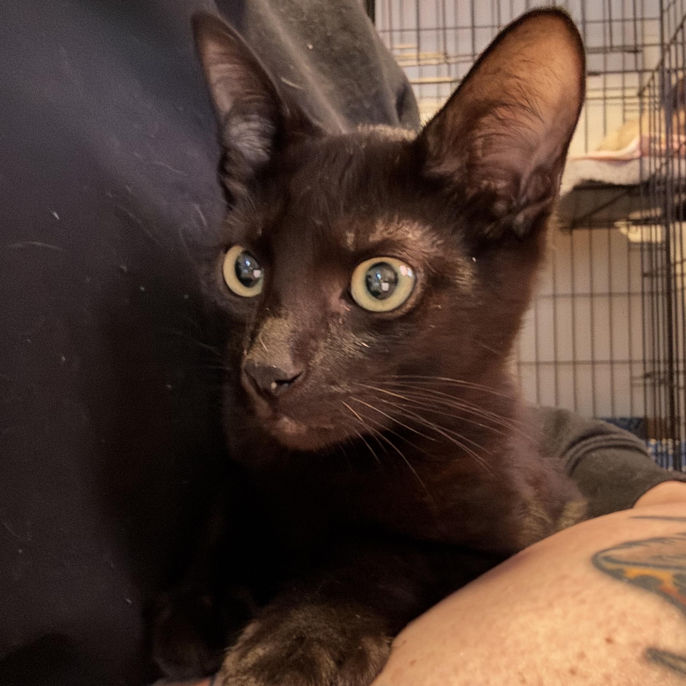 Macklin , adopted, Kitten Male Domestic Short Hair.