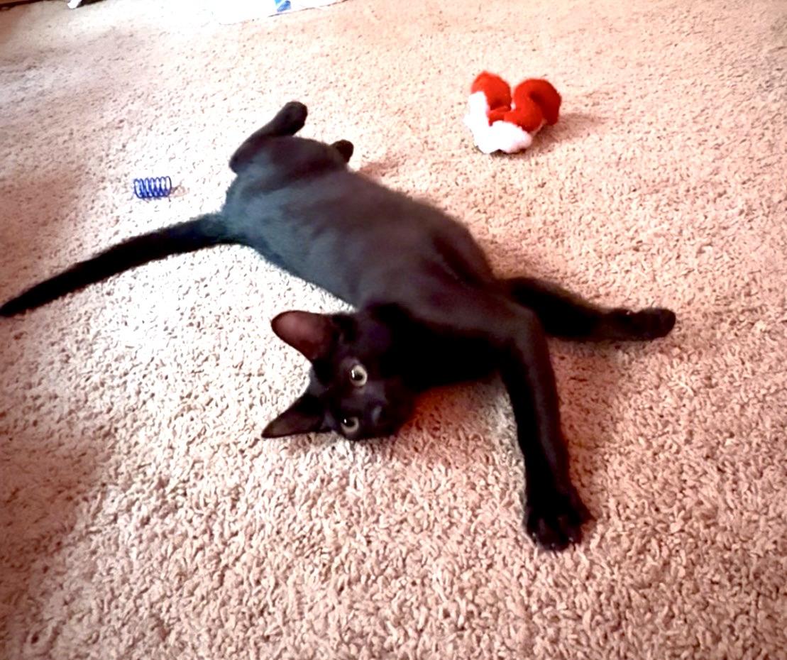 Enlarge Macklin , an adopted Domestic Short Hair in Seattle, WA image 4/6