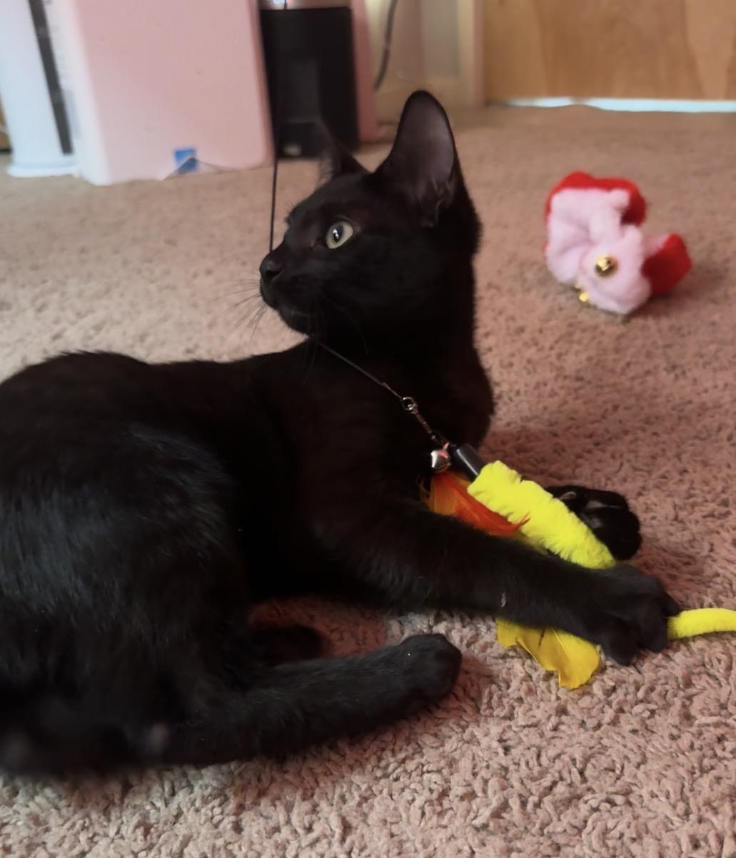 Enlarge Macklin , an adopted Domestic Short Hair in Seattle, WA image 6/6