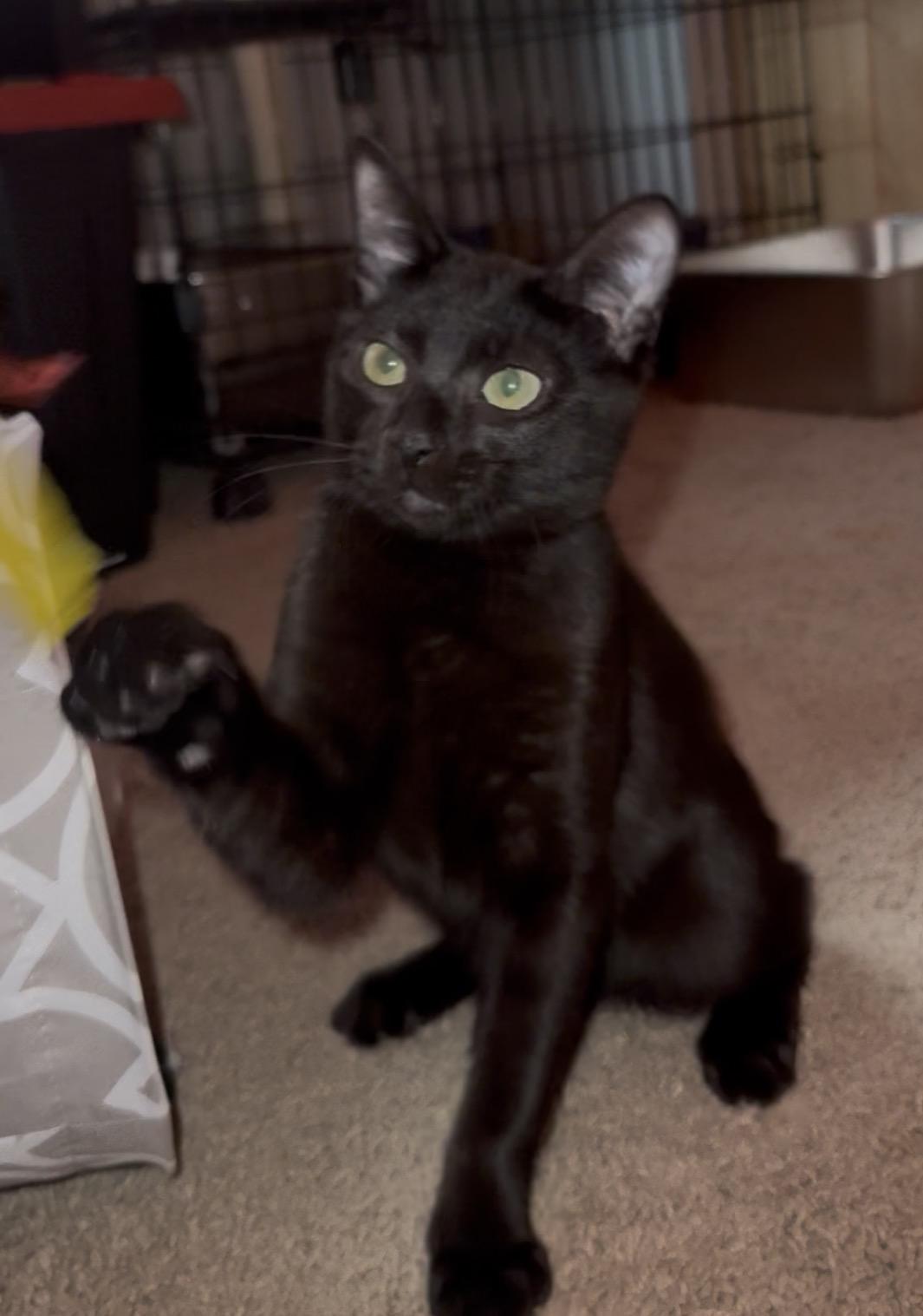 Enlarge Macklin , an adopted Domestic Short Hair in Seattle, WA image 5/6