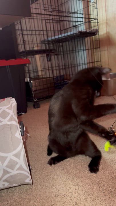 Enlarge Macklin , an adopted Domestic Short Hair in Seattle, WA video 2/6