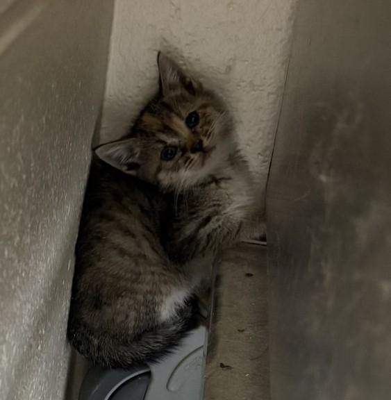 Mary, ADOPTABLE, Kitten Female Domestic Short Hair.