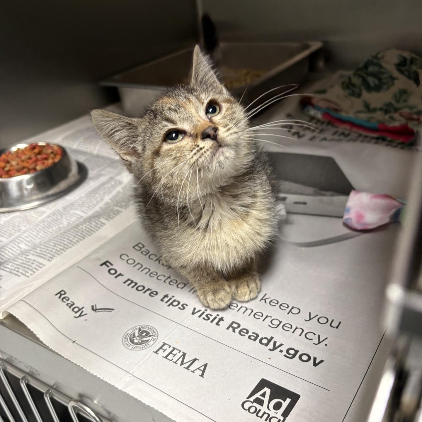 Enlarge Mary, a ADOPTABLE Domestic Short Hair in Elberon, VA image 1/1
