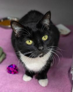 Enlarge Gatsby, a Adoptable mixed breed in Bensalem, PA image 1/5