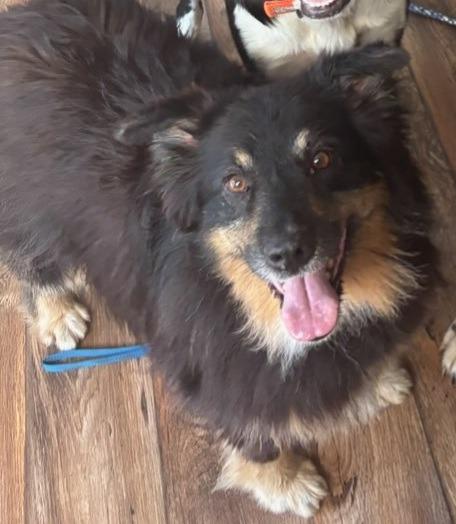 Gretal, Adoptable, Senior Female Australian Shepherd.